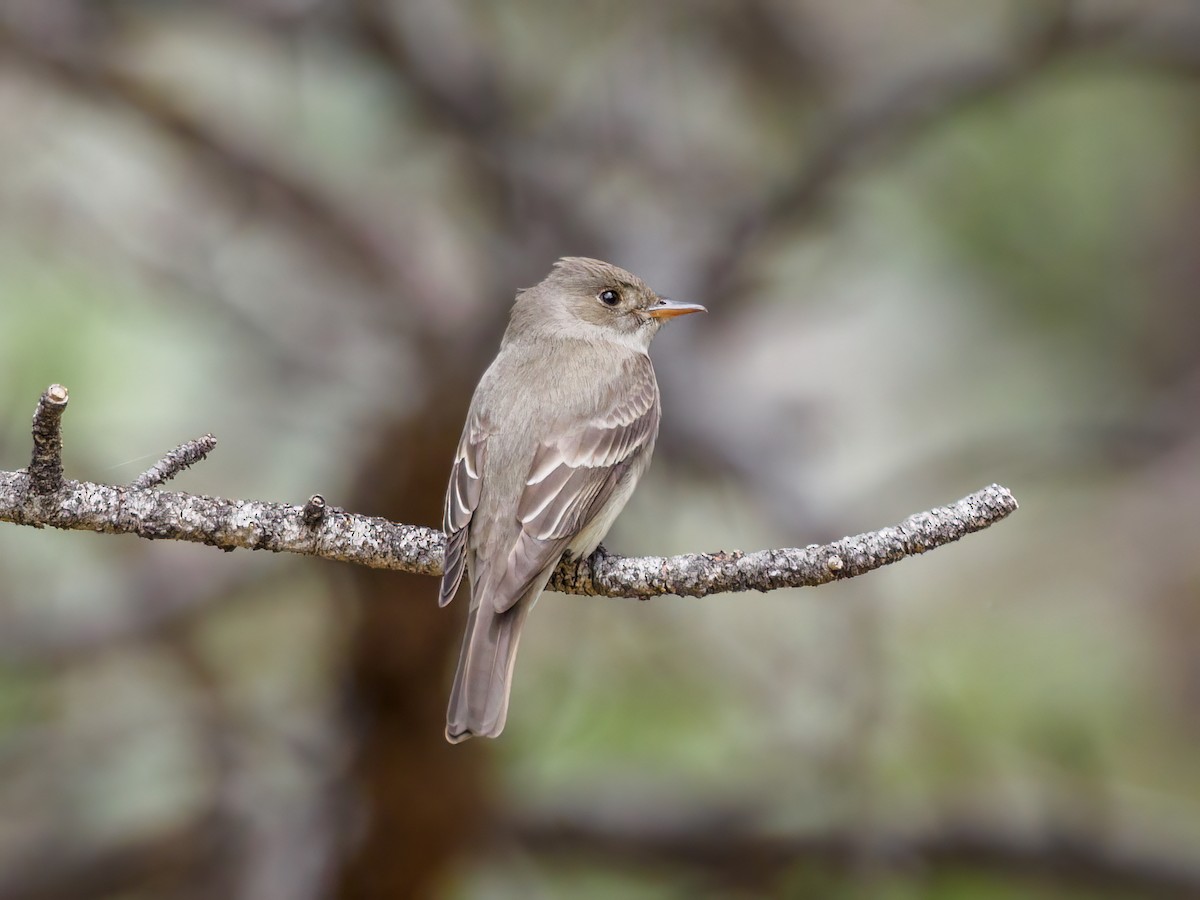 Western Wood-Pewee - ML581821761