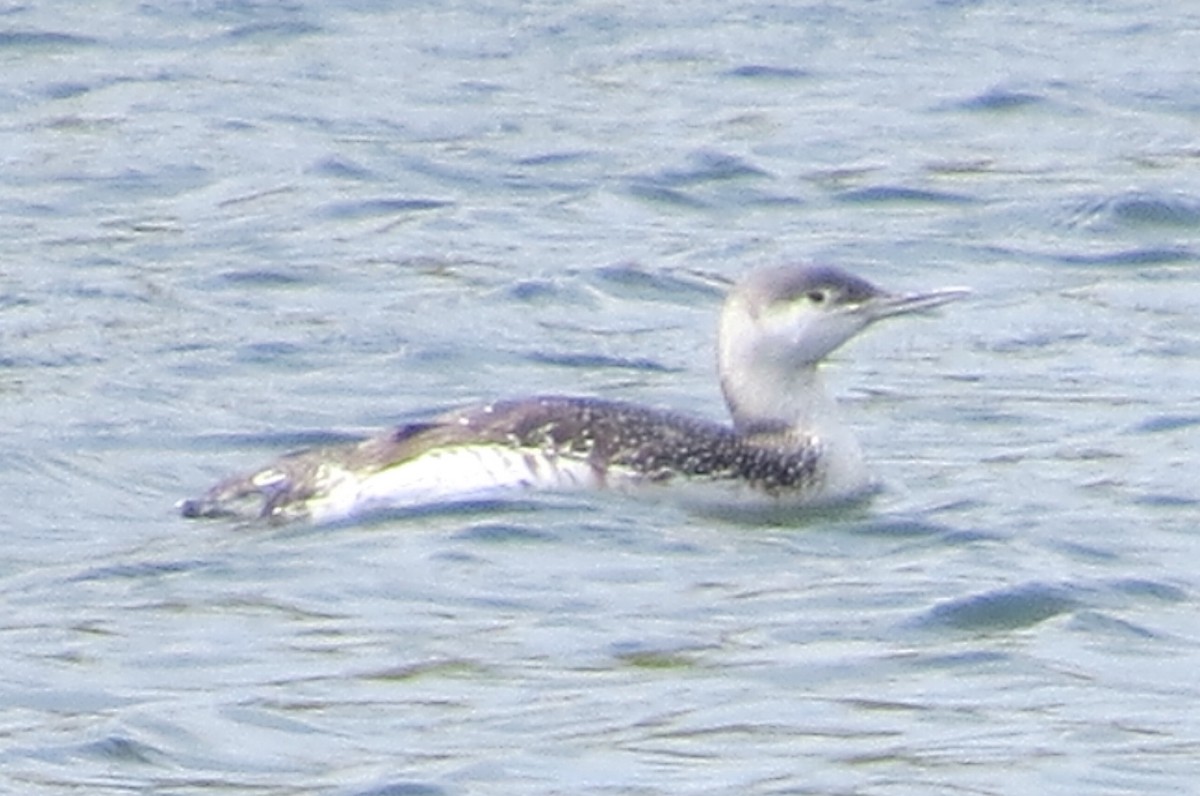 Red-throated Loon - ML58182211