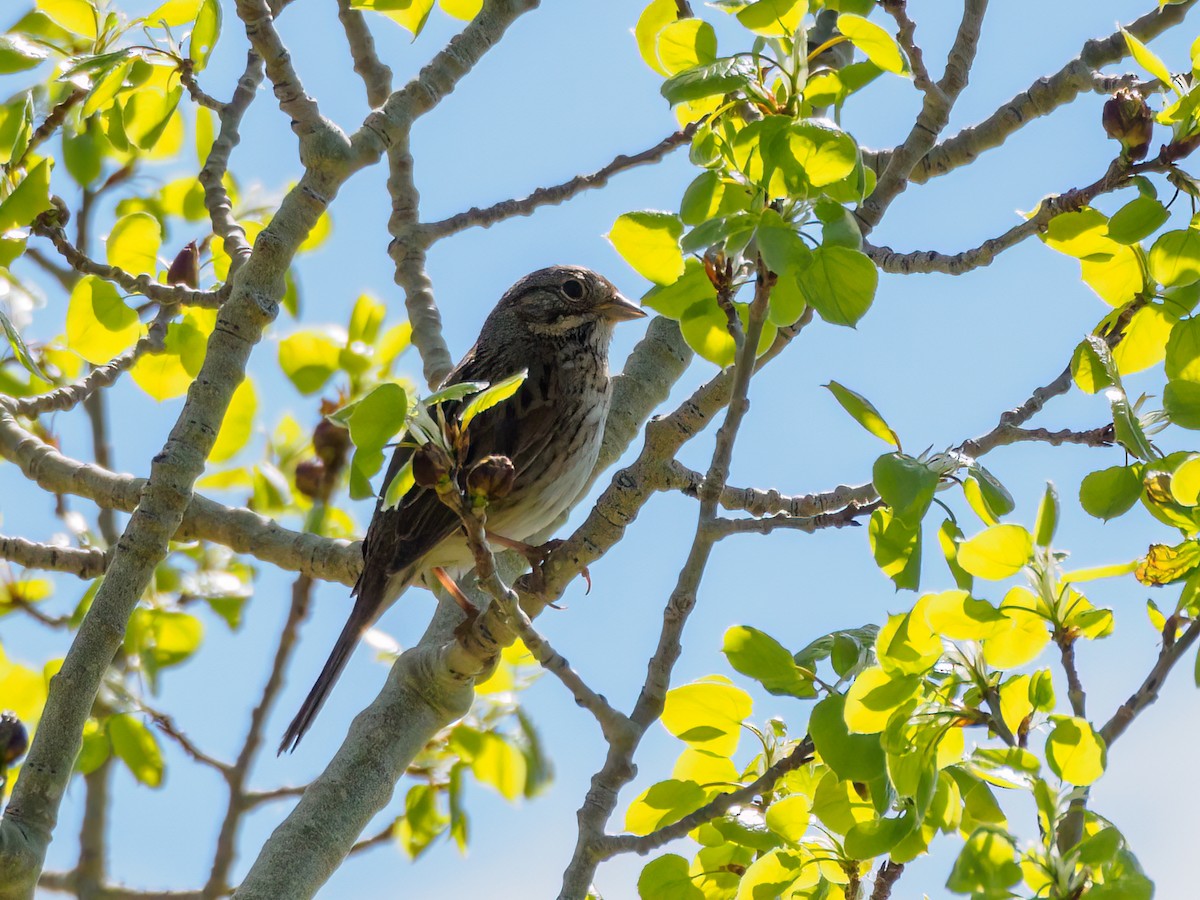 Lincoln's Sparrow - ML581822161