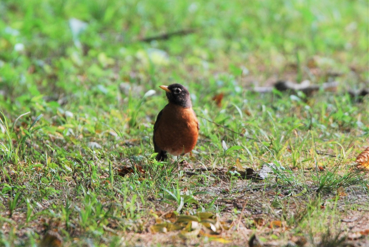 American Robin - ML581822771