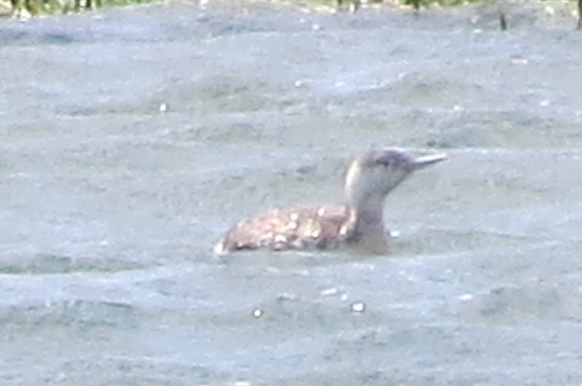 Red-throated Loon - ML58182301