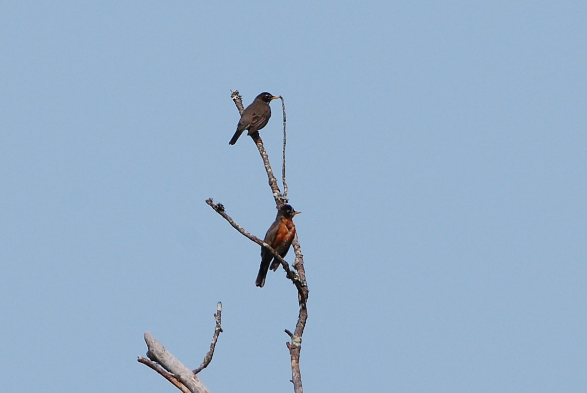 American Robin - Ralph Erickson