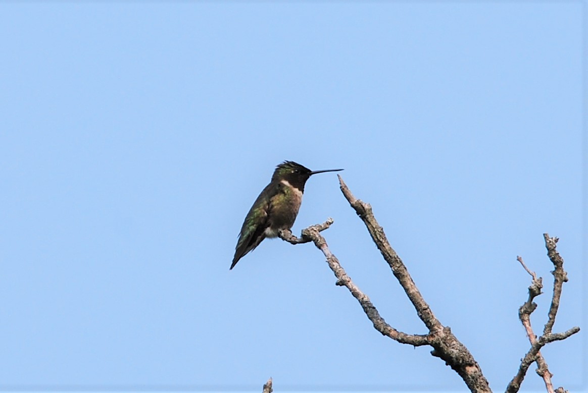 Ruby-throated Hummingbird - ML581824851