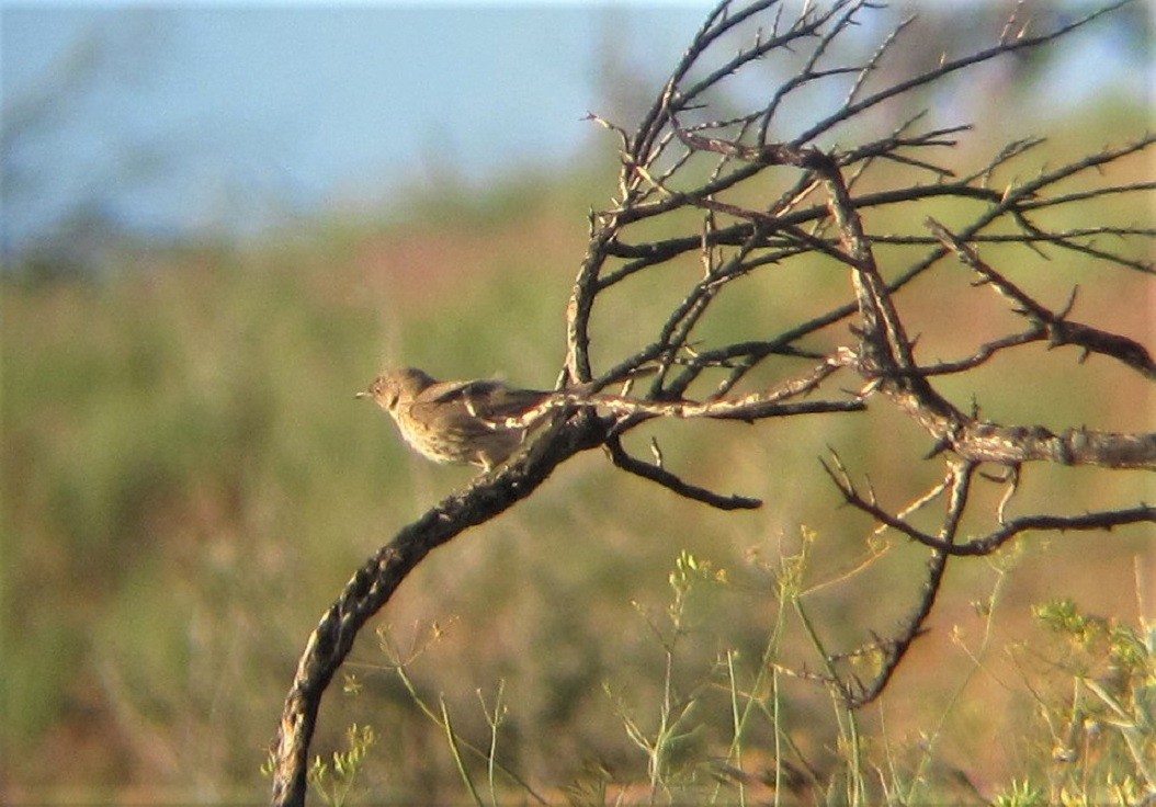 Sage Thrasher - ML581825111