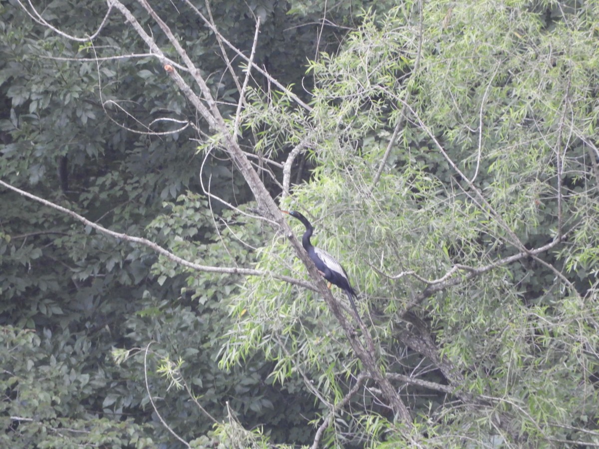 anhinga americká - ML581825841