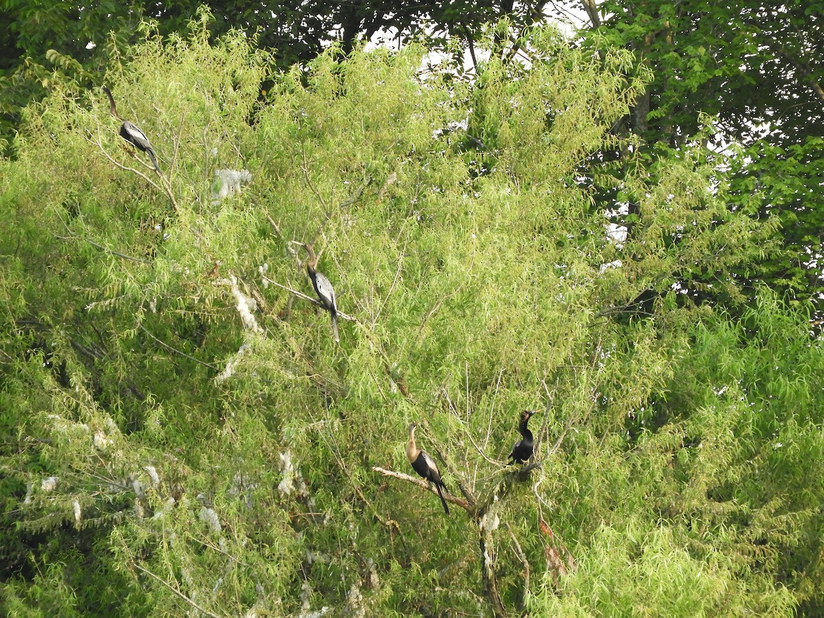 anhinga americká - ML581825921