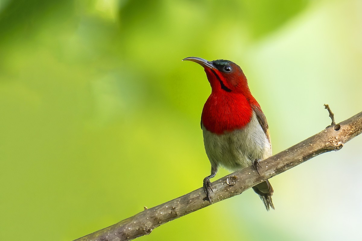 Crimson Sunbird - ML581826191