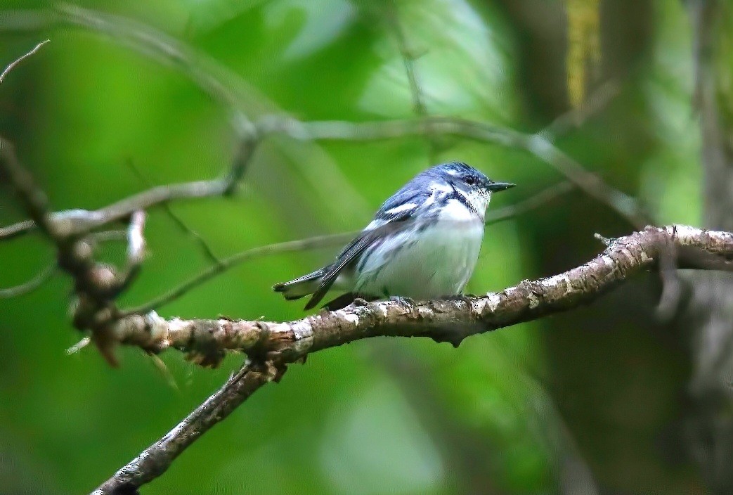 Cerulean Warbler - Sylvain Lépine