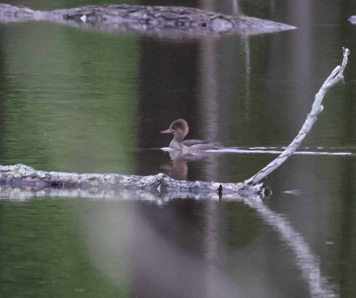 Hooded Merganser - ML581826351