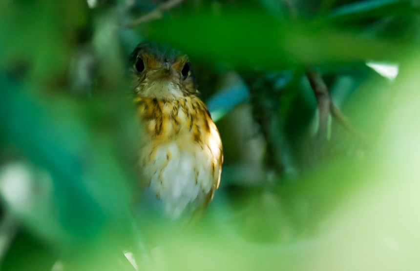 Thicket Antpitta - Gustavo Rojas