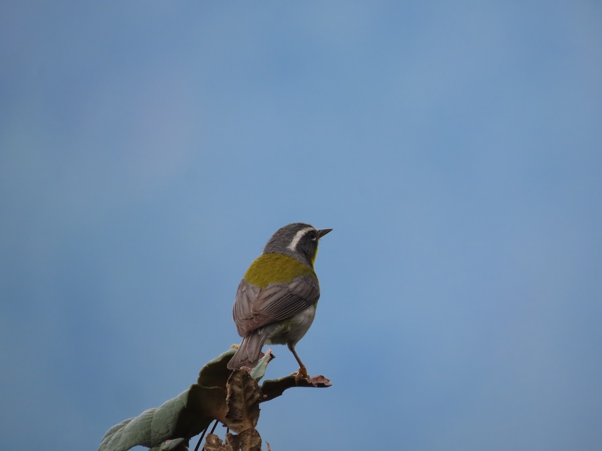 Crescent-chested Warbler - ML581826661
