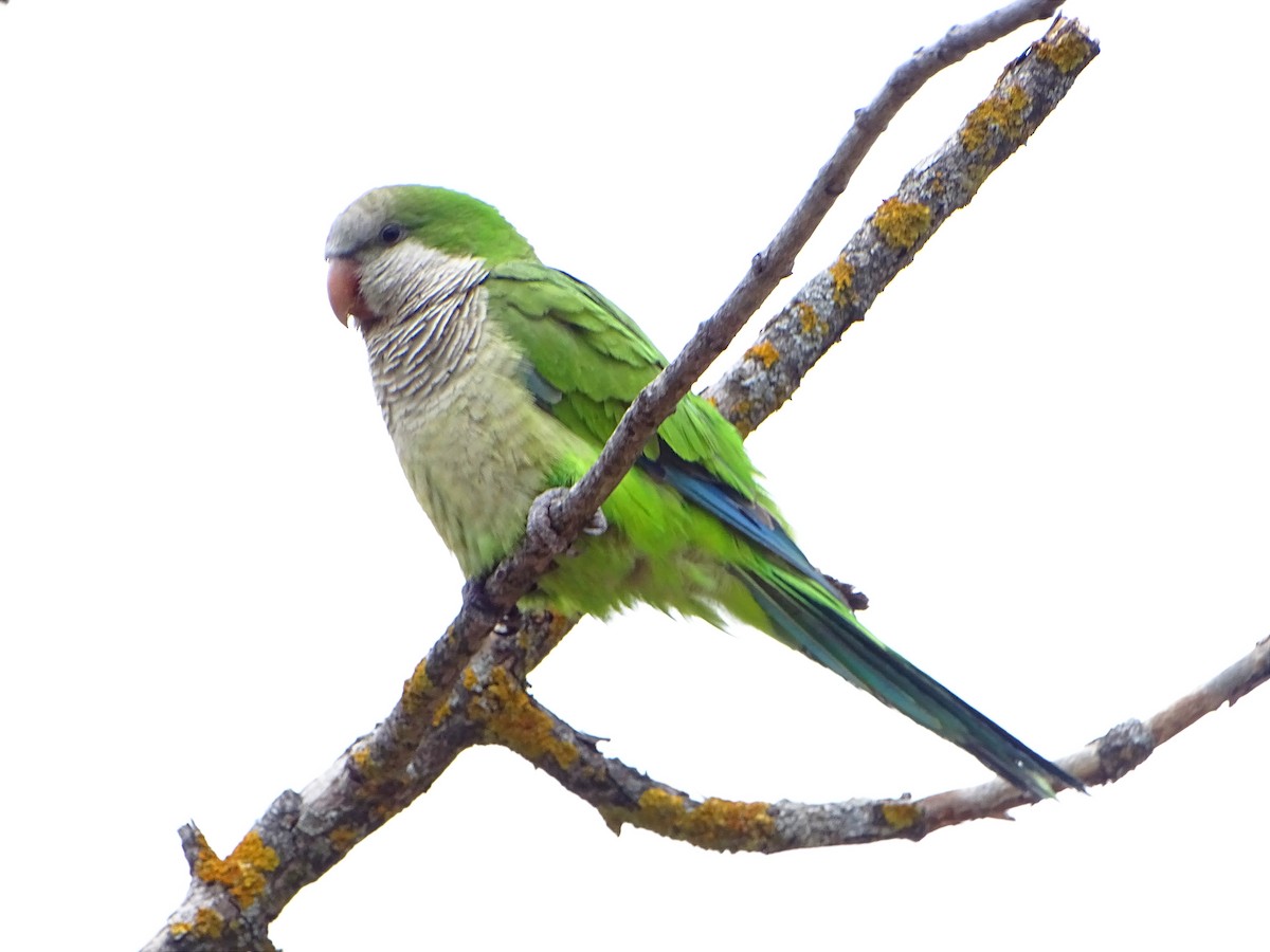 Monk Parakeet - David Garcia Caro