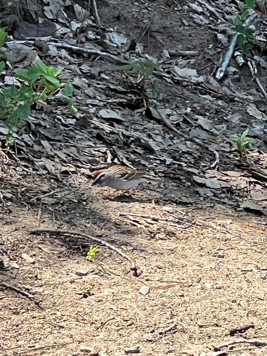 Chipping Sparrow - ML581827241