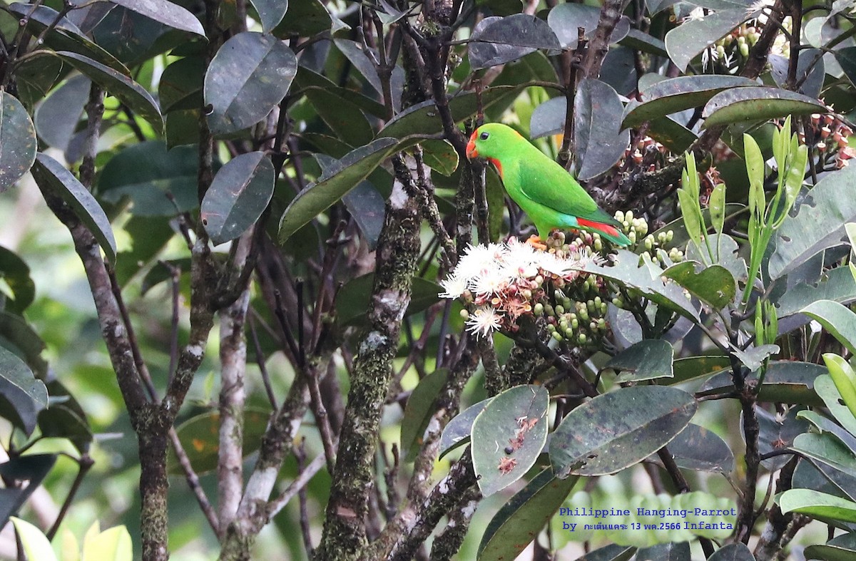 Philippine Hanging-Parrot - ML581827471