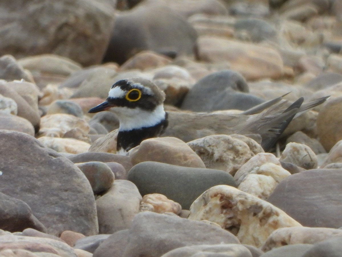 Little Ringed Plover - ML581827541