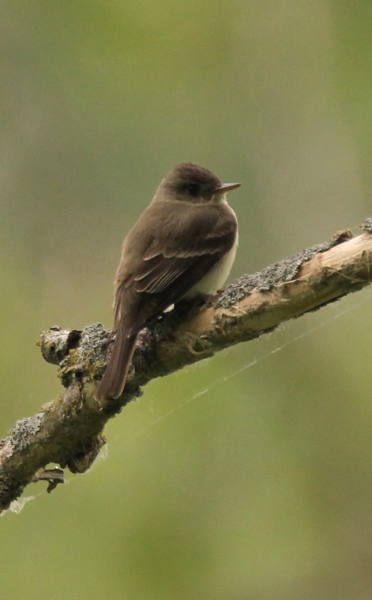 Eastern Wood-Pewee - ML581827551