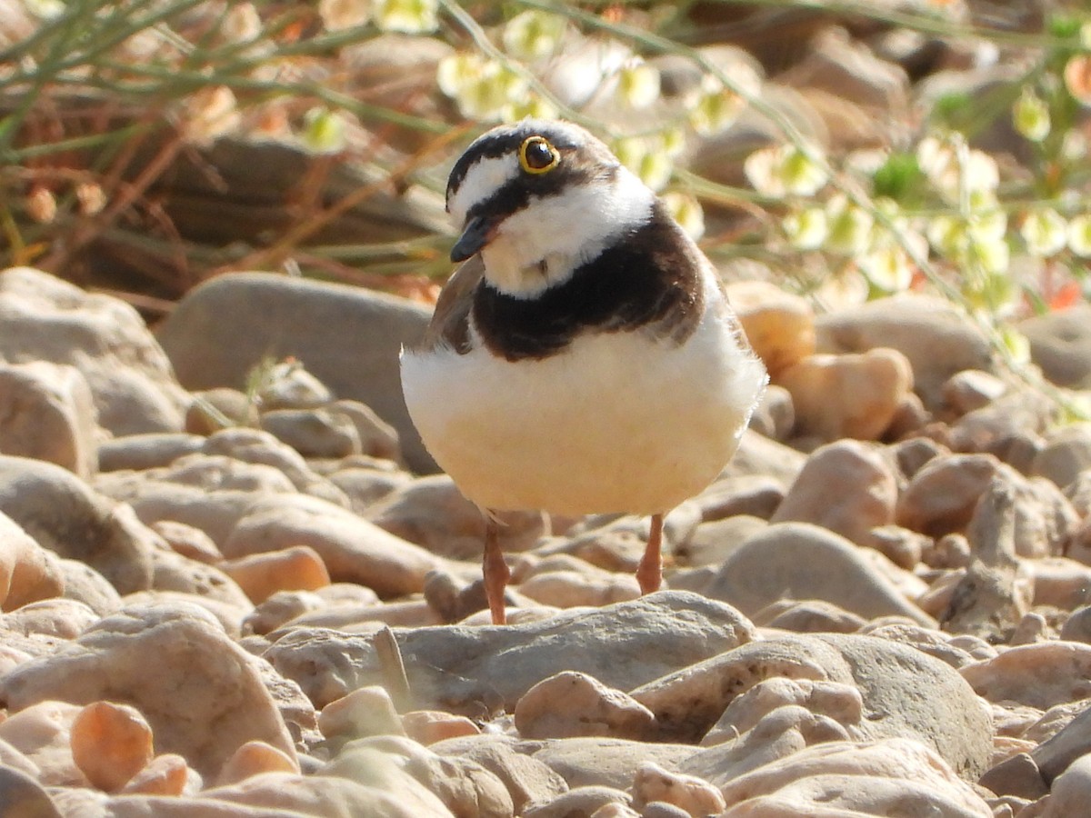 Little Ringed Plover - ML581827661