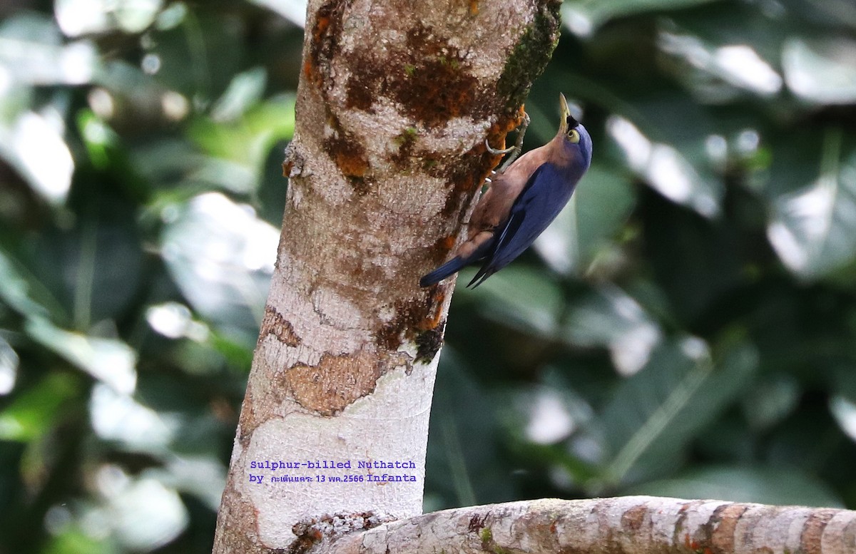 Sulphur-billed Nuthatch - ML581827671