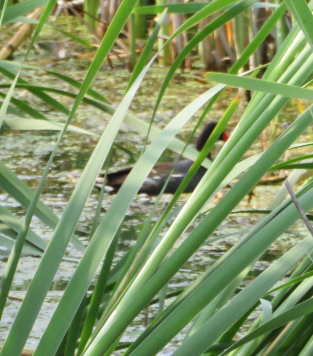 Common Gallinule - ML581827891