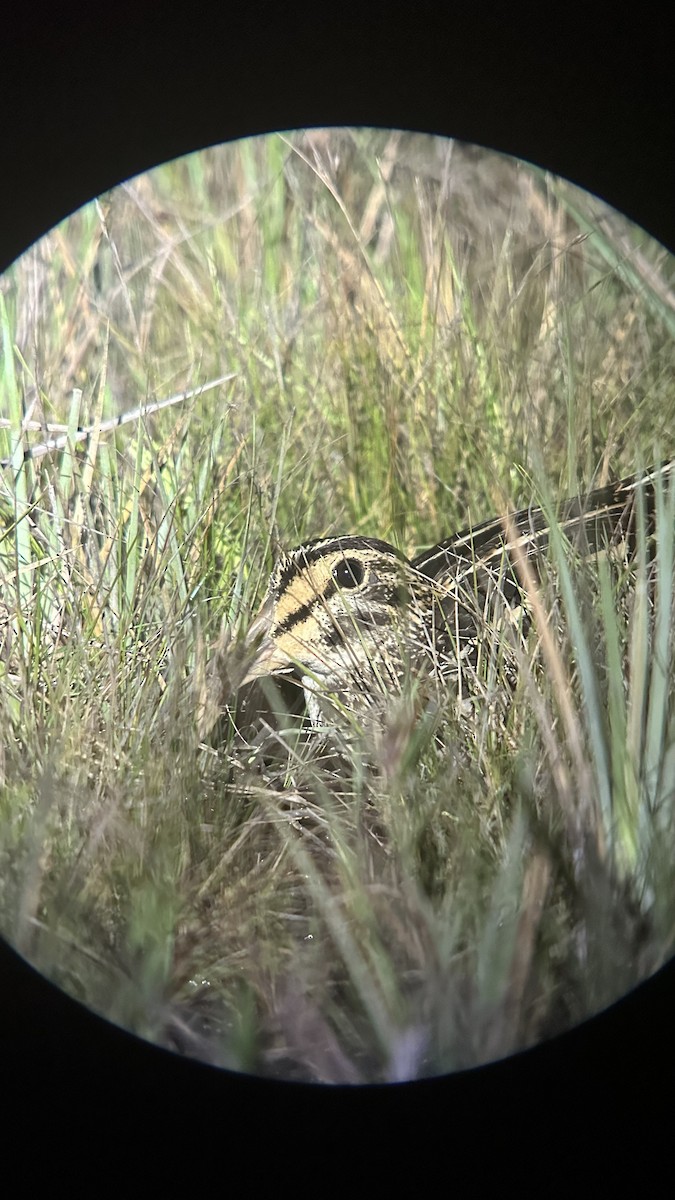 Giant Snipe - ML581829291