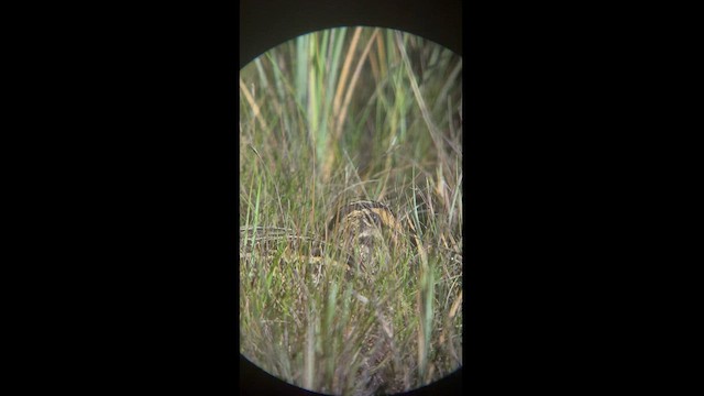 Giant Snipe - ML581829351