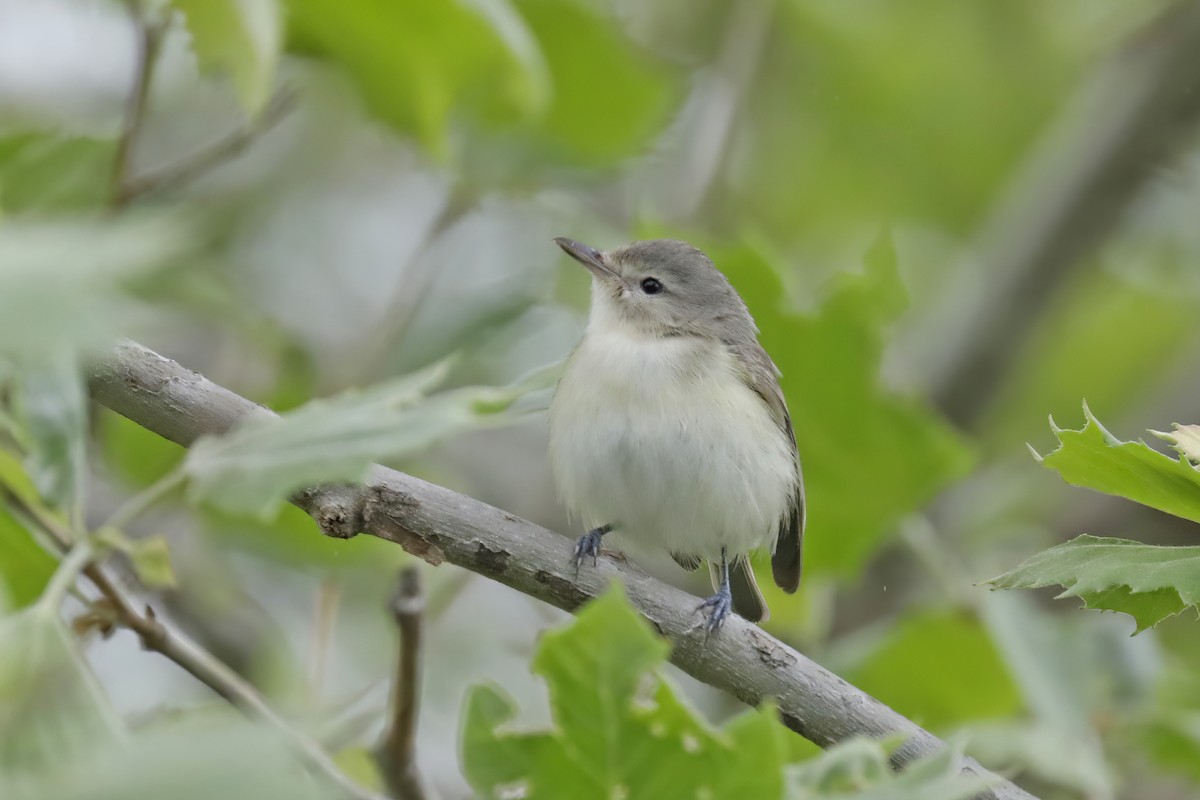 Warbling Vireo - Tommy Childers
