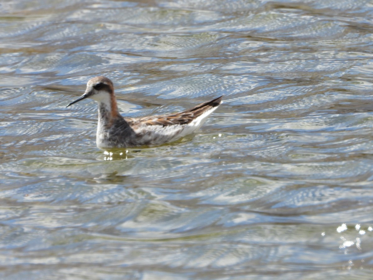 Red-necked Phalarope - ML581832201