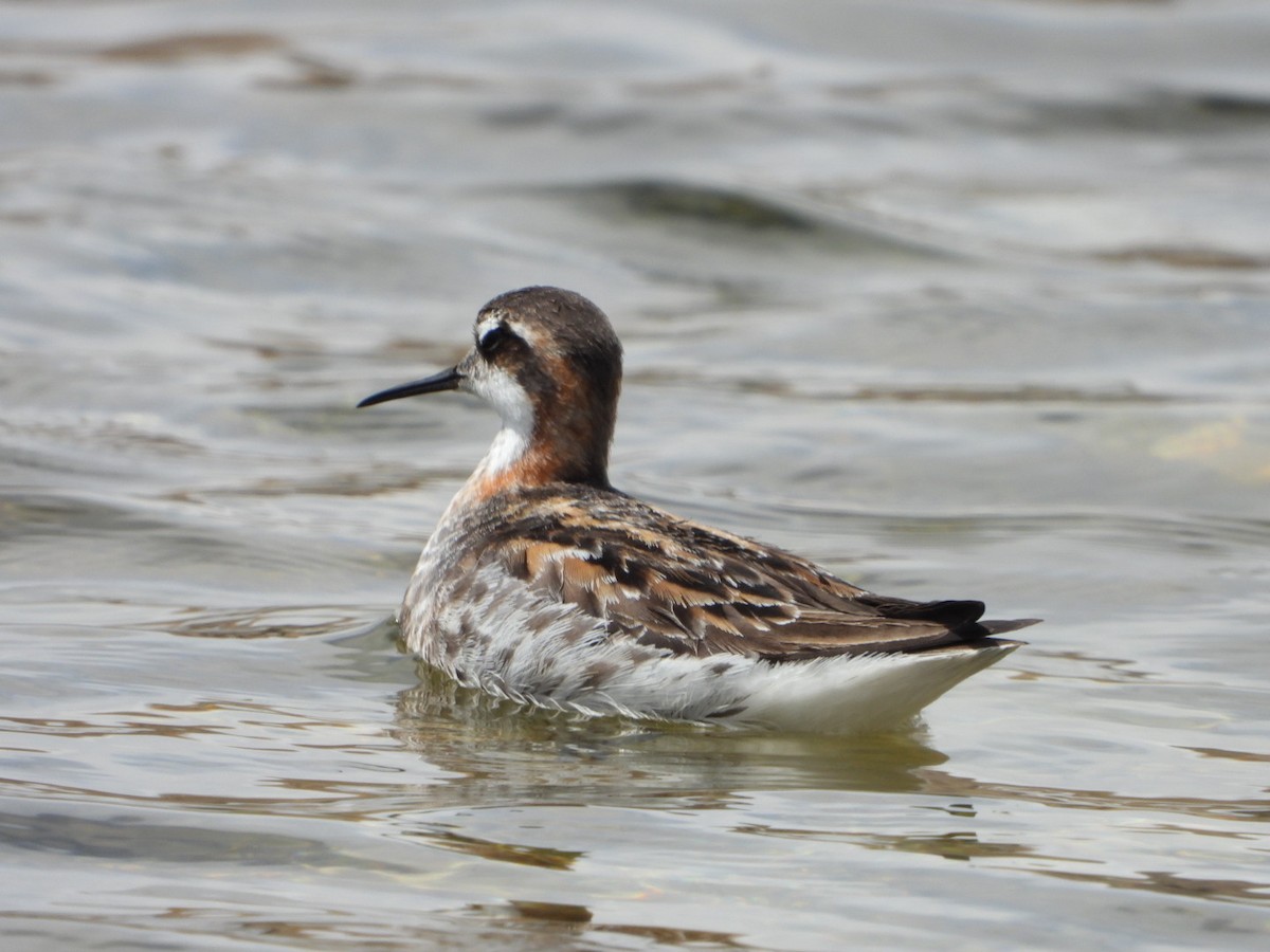 Red-necked Phalarope - ML581832231