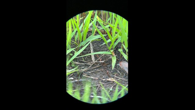 Ocellated Crake - ML581832361