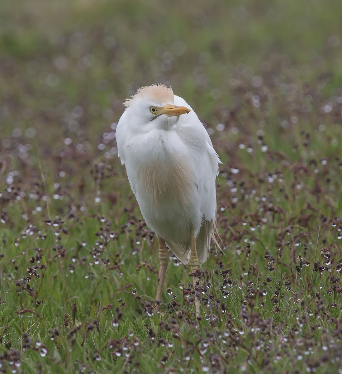 Western Cattle Egret - Ronnie d'Entremont