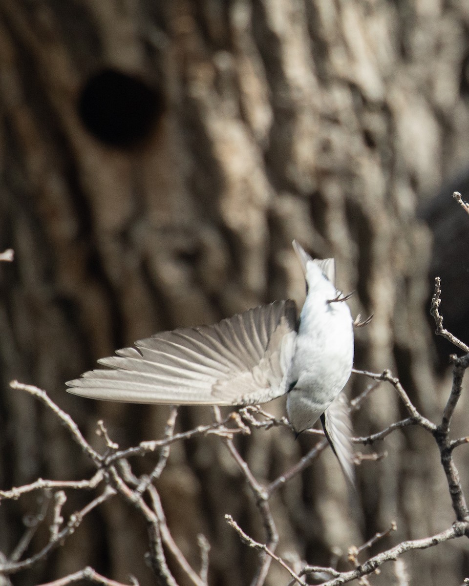 Golondrina Verdemar - ML581832941