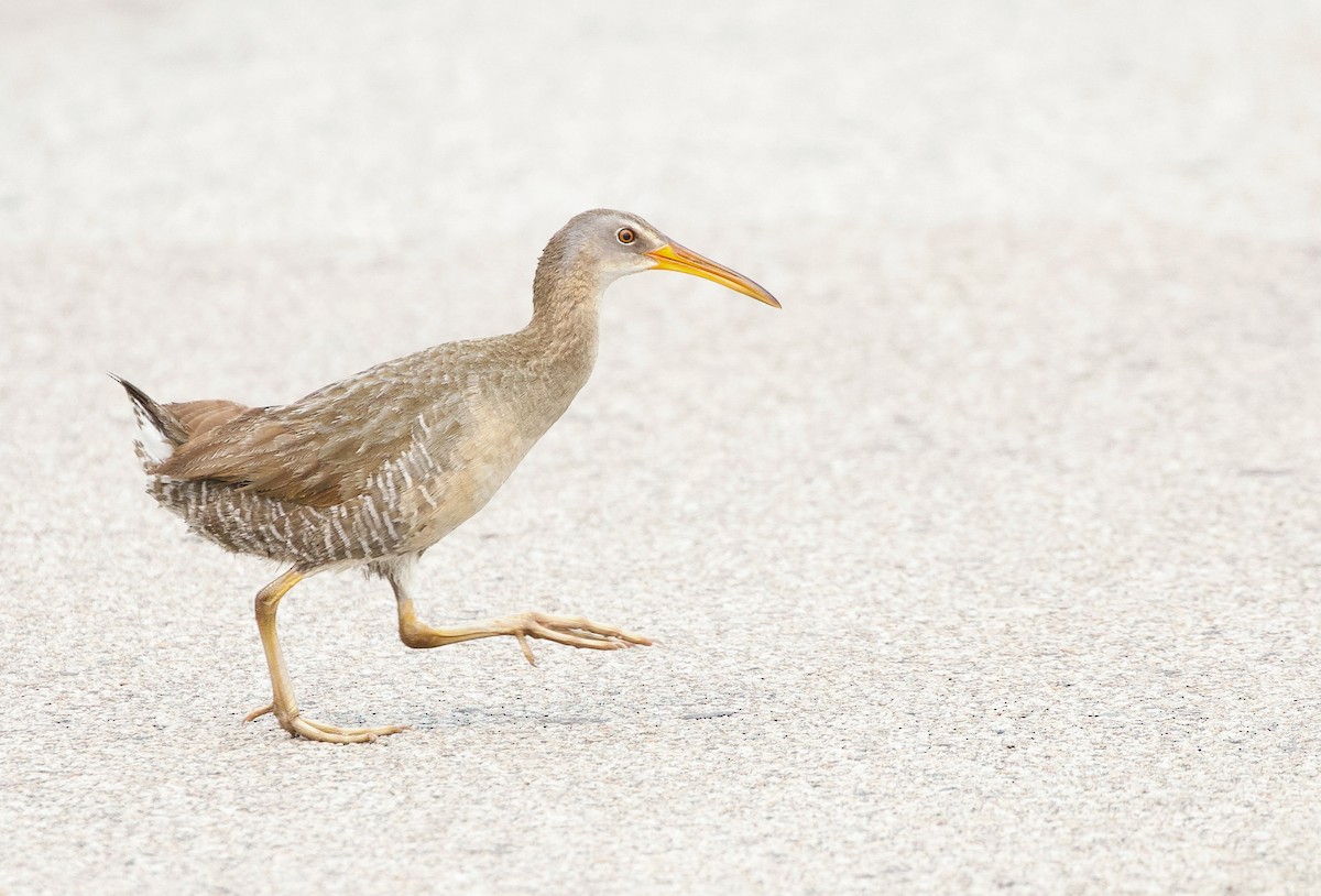 Clapper Rail (Atlantic Coast) - ML581833341