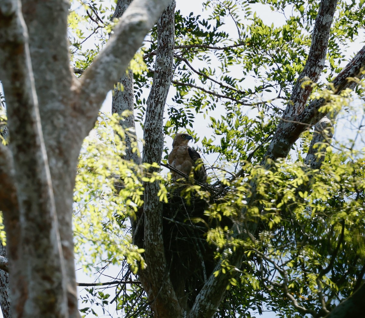 Wallace's Hawk-Eagle - ML581834081