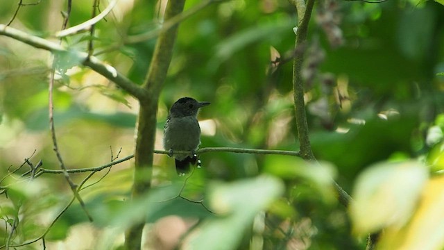 Black-crowned Antshrike - ML581834501