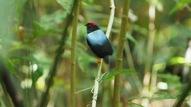 Lance-tailed Manakin - ML581834631