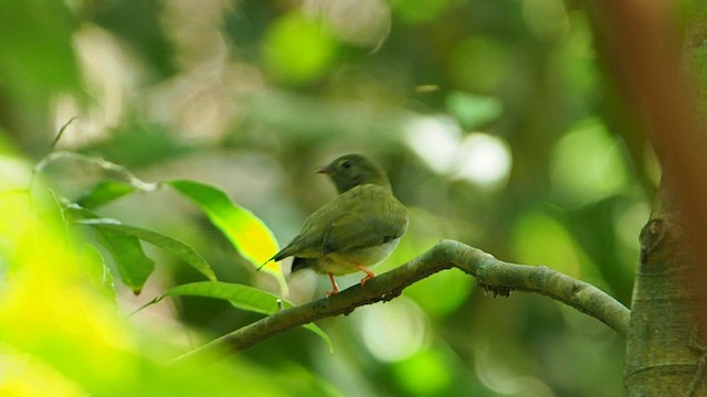 Lance-tailed Manakin - ML581834861