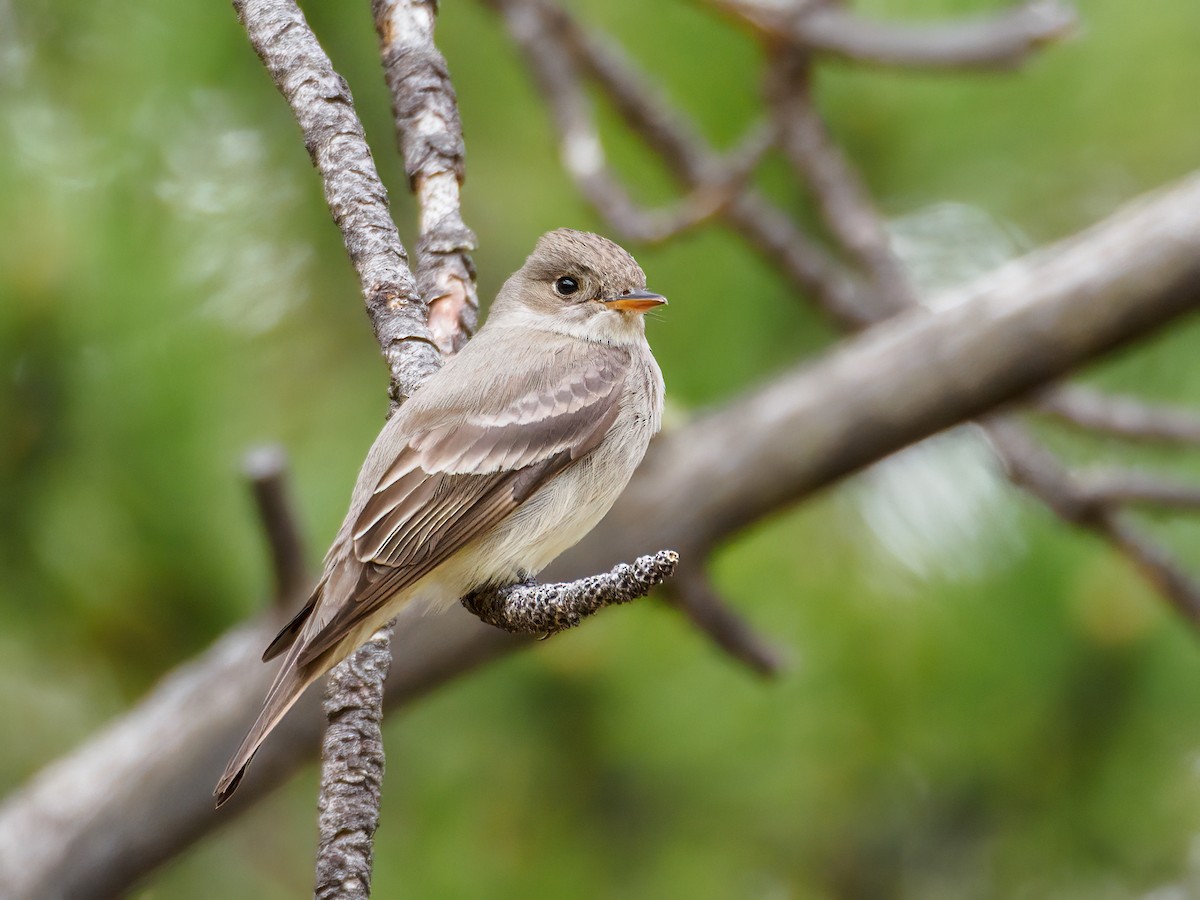 Western Wood-Pewee - ML581835061