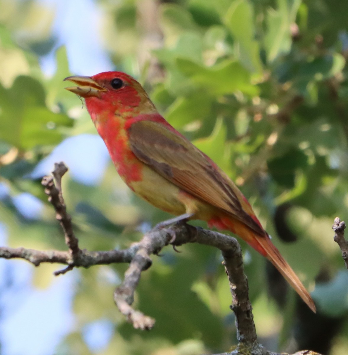 Summer Tanager - ML581835141