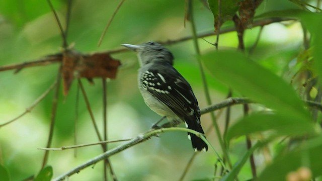 Black-crowned Antshrike - ML581835371