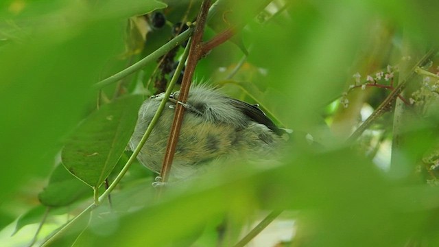 Black-crowned Antshrike - ML581835421