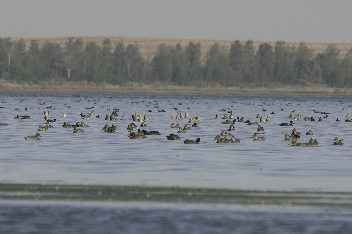 Freckled Duck - ML58183641