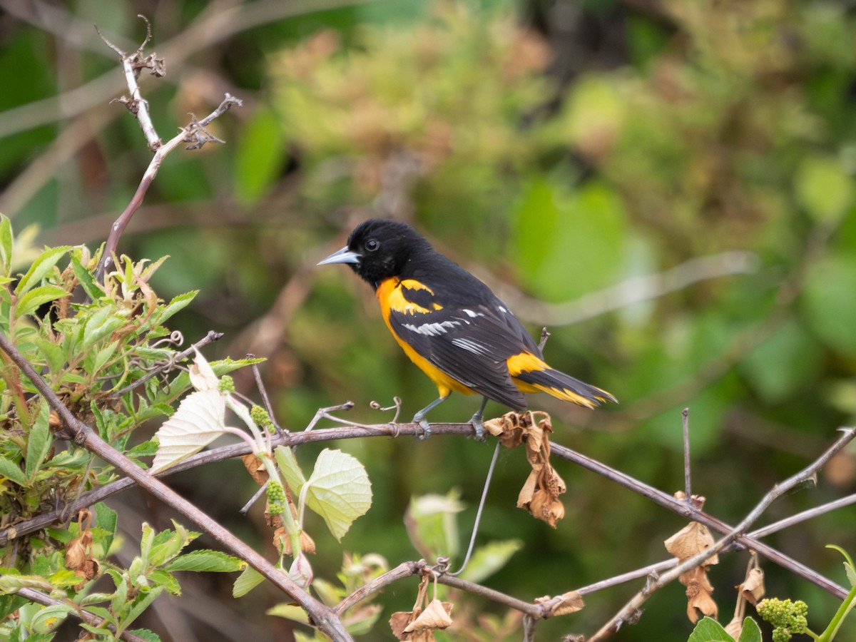 Baltimore Oriole - ML581836621