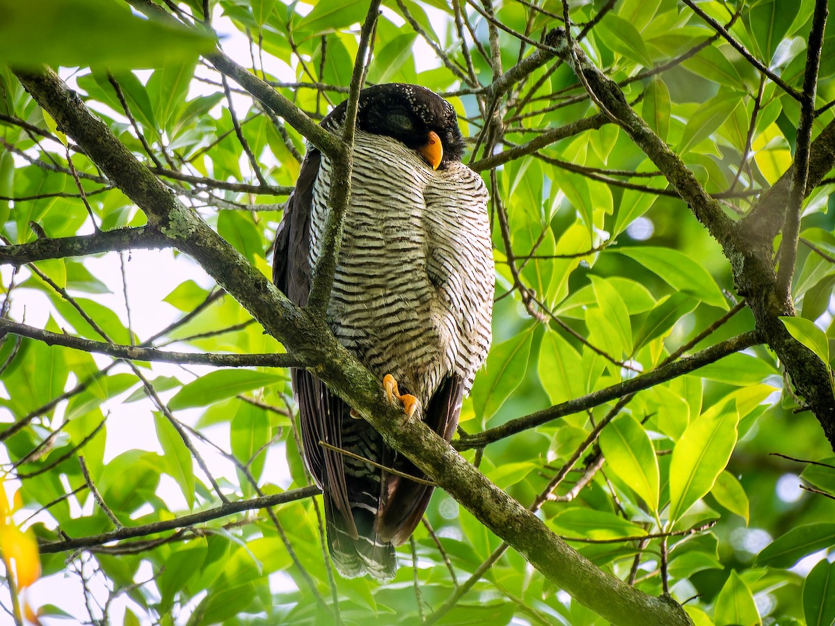 Black-and-white Owl - ML581836771