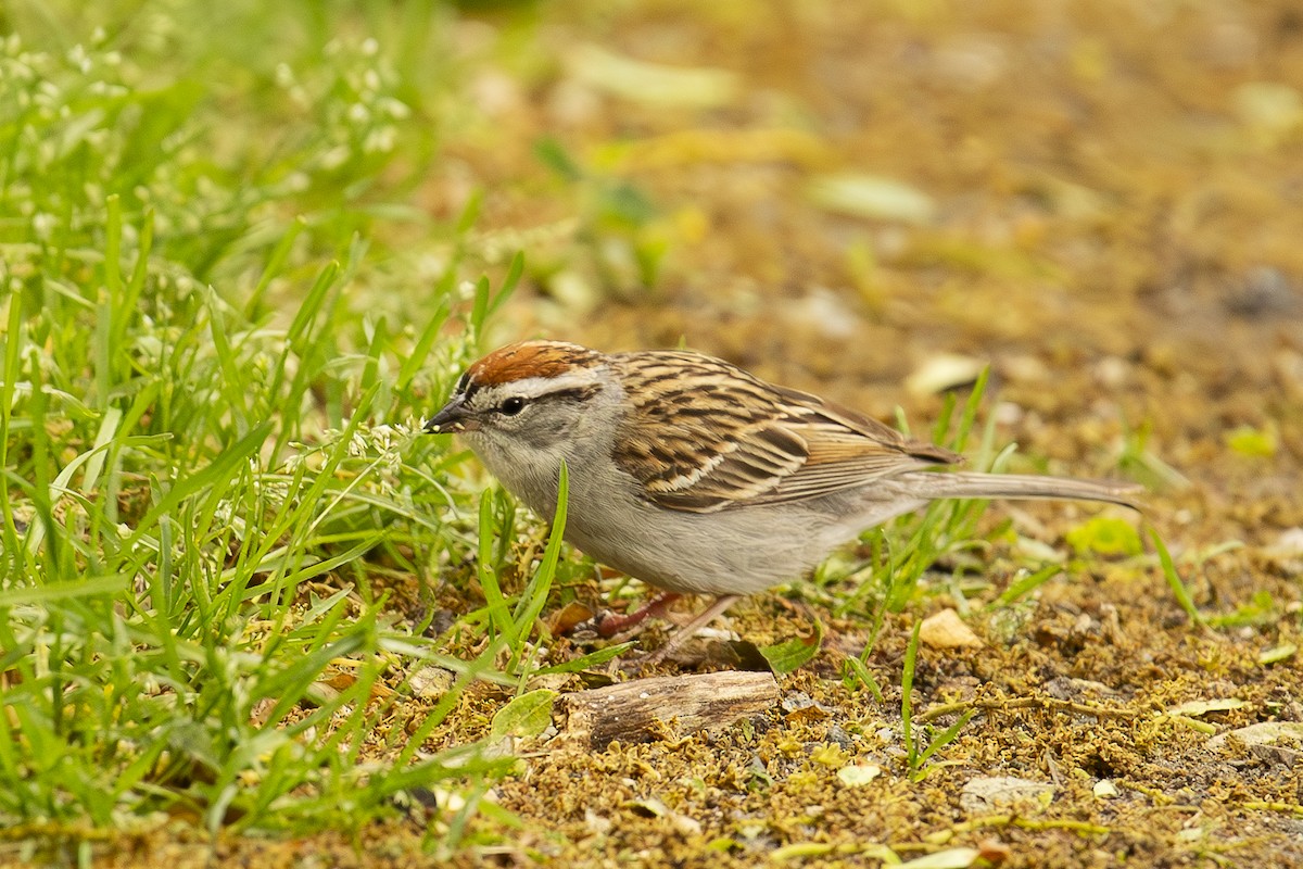 Chipping Sparrow - ML581838191