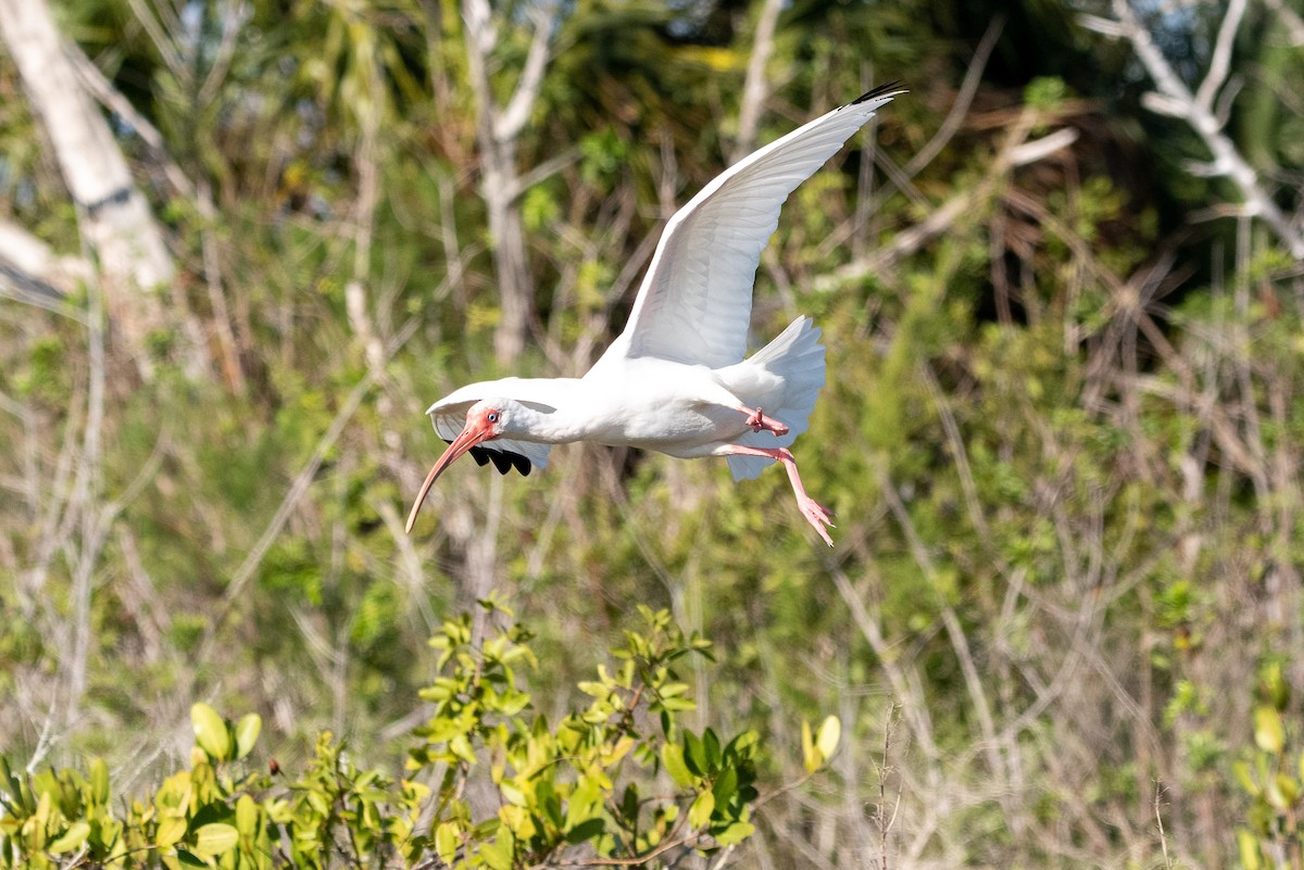 Ibis blanc - ML581838341