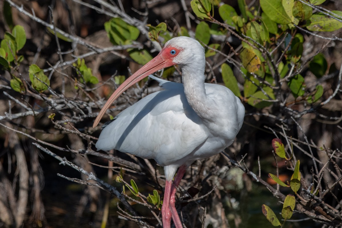 Ibis blanc - ML581838361