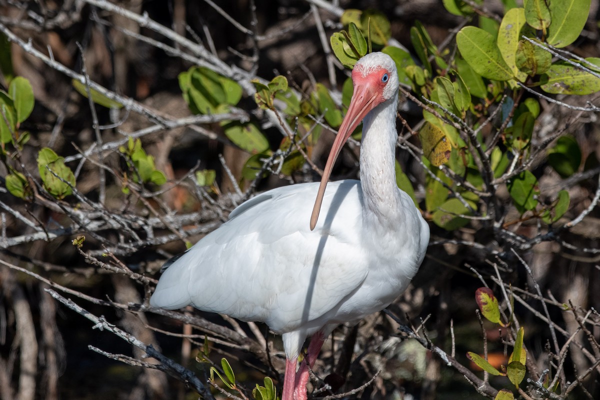 Ibis blanc - ML581838371