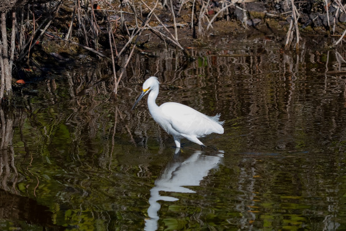 Snowy Egret - ML581838571