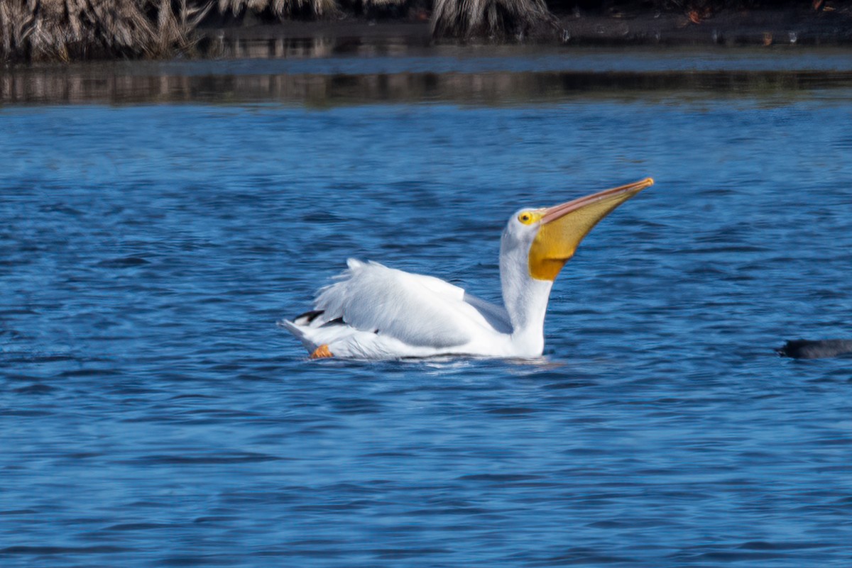 American White Pelican - ML581838611