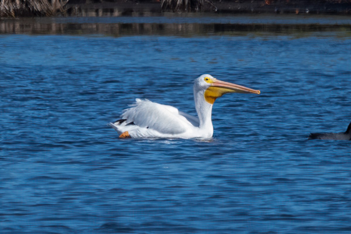 American White Pelican - ML581838631